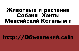 Животные и растения Собаки. Ханты-Мансийский,Когалым г.